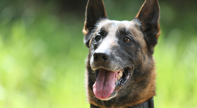 Kayıp yakınlarının umudu: "Melo" ve "Kuşka"