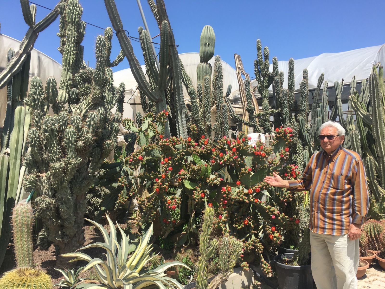 Milyonlar verilse de kendisiyle yaşıt kaktüslerini satmadı