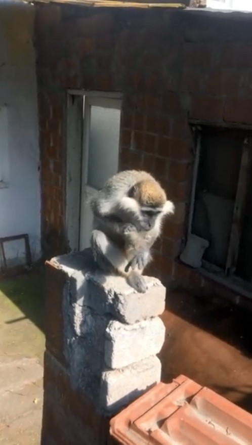 Paniğe sebep olan maymun yakalandı
