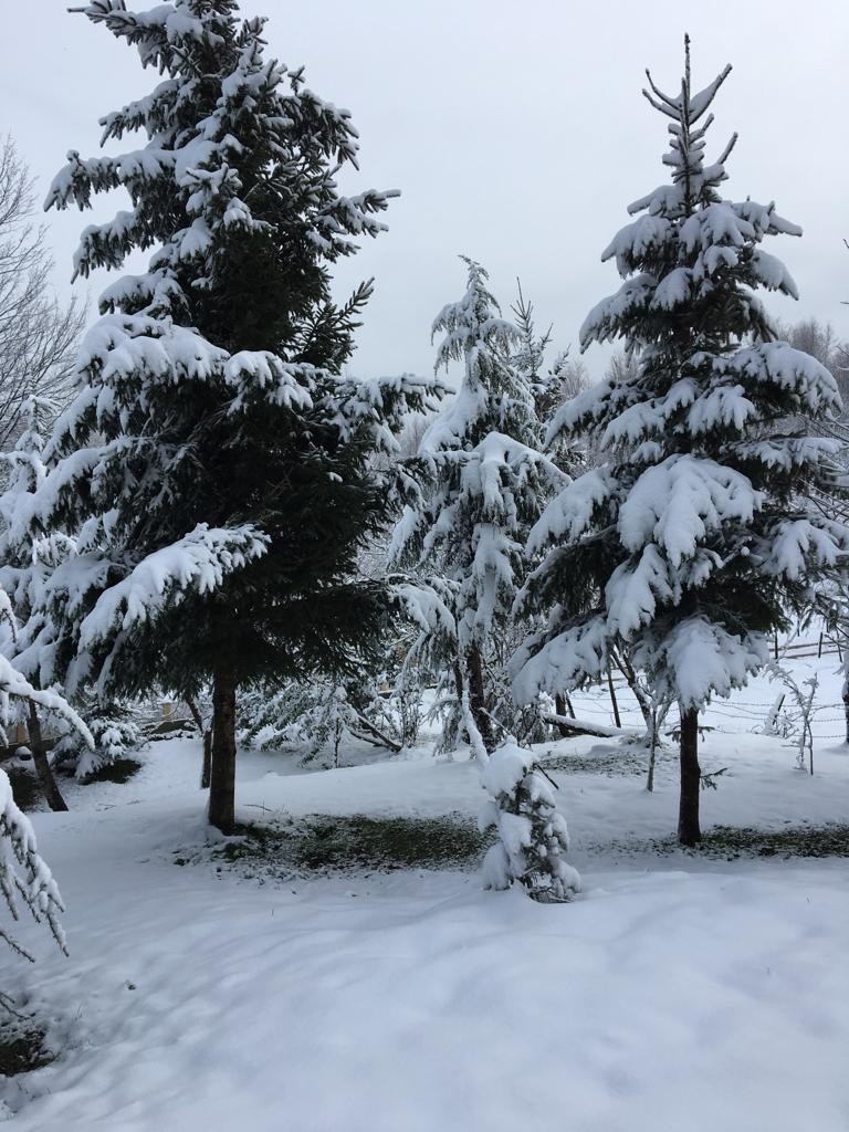 Ordu’nun yüksek kesimlerinde kar sürprizi