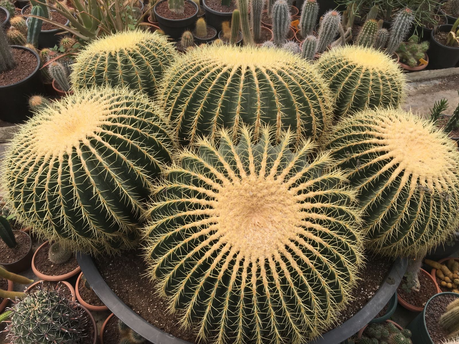 Milyonlar verilse de kendisiyle yaşıt kaktüslerini satmadı