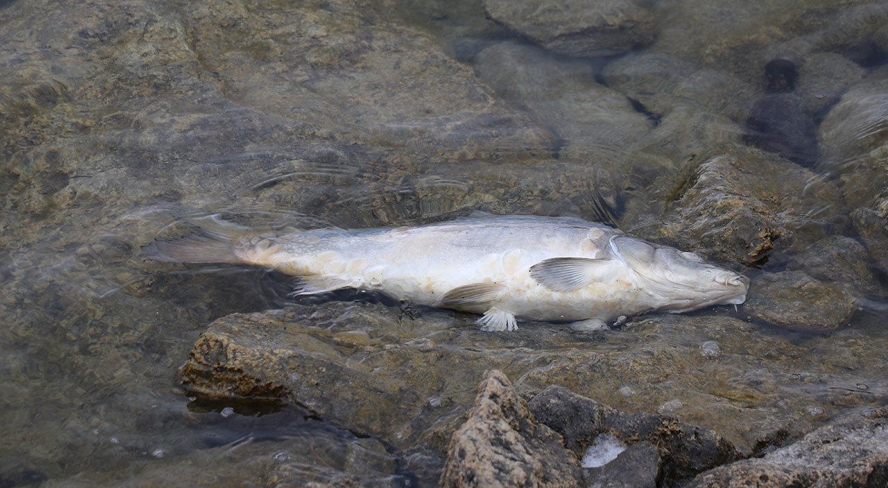 Zehirlenme vakalarının yaşandığı Bolu’da korkutan görüntü: Barajdaki balıklar öldü