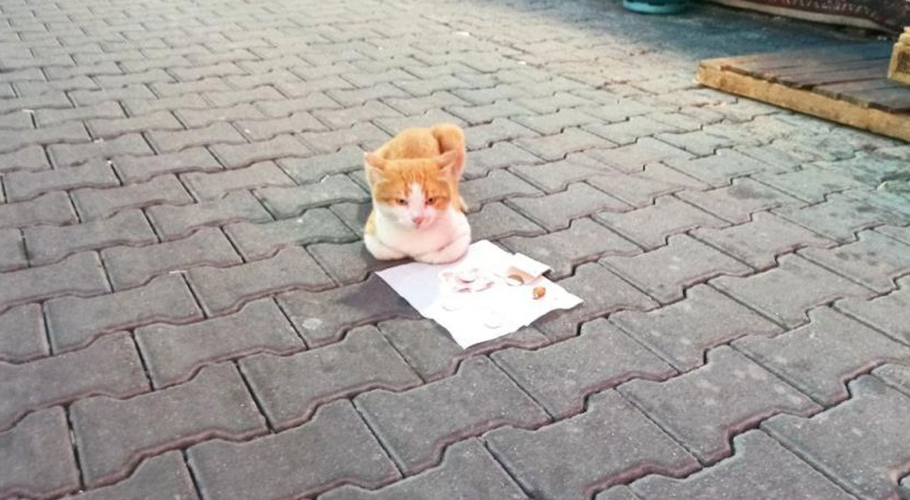 Kendi mama parasını kendi kazanıyor