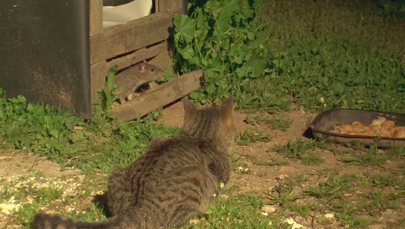 Fareler kedilerin yemeğine dadandı