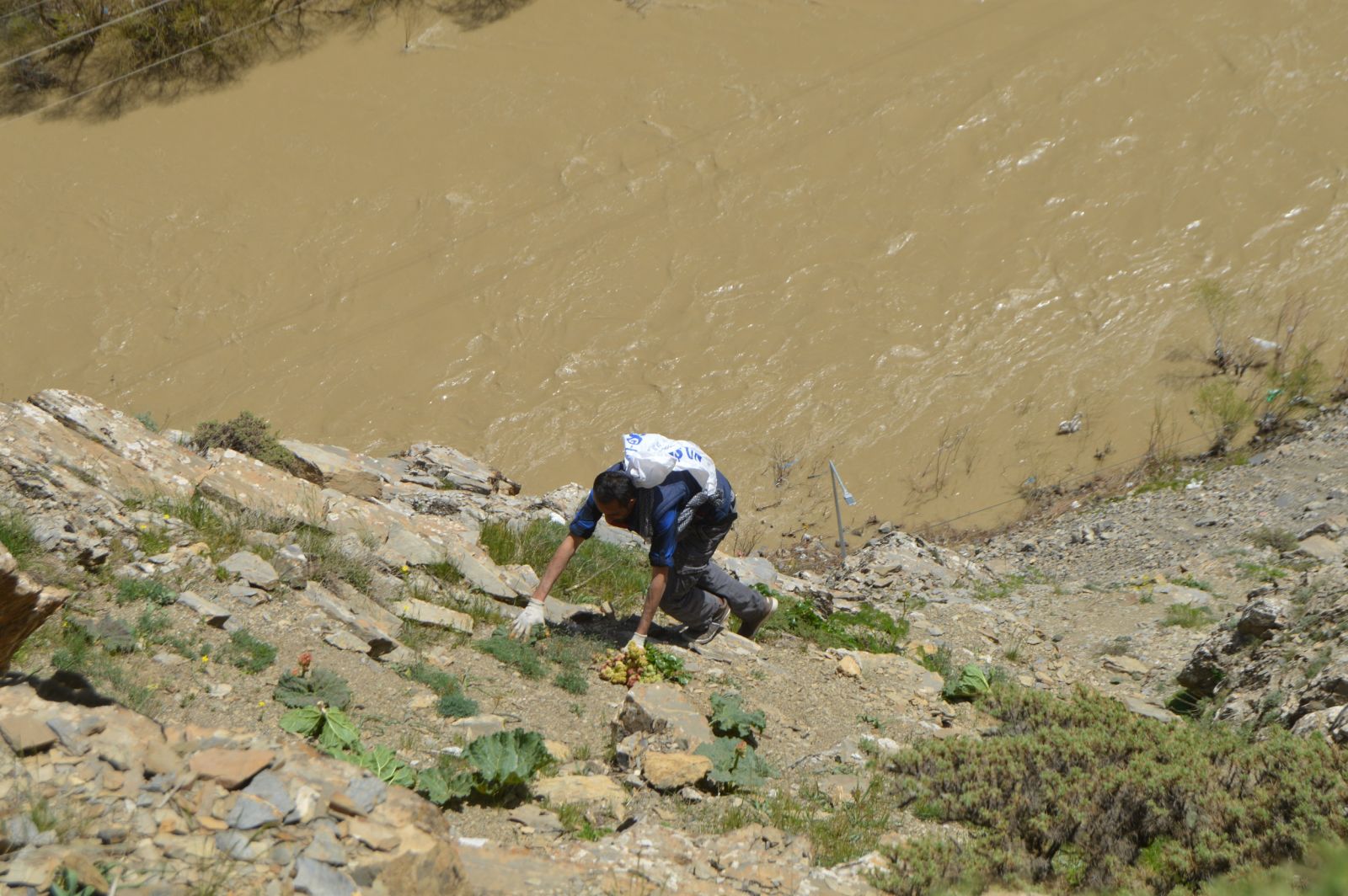 Işgın bitkisi köylülerin geçim kaynağı