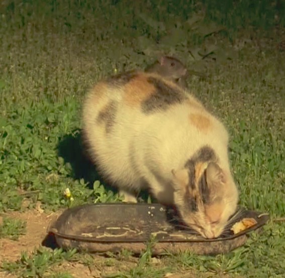 Fareler kedilerin yemeğine dadandı