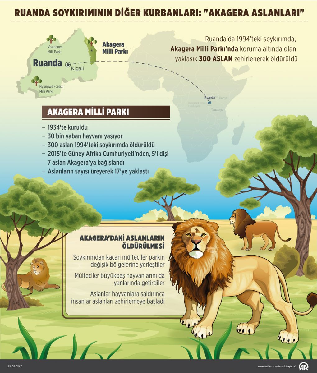 Ruanda soykırımının diğer kurbanları: Akagera aslanları
