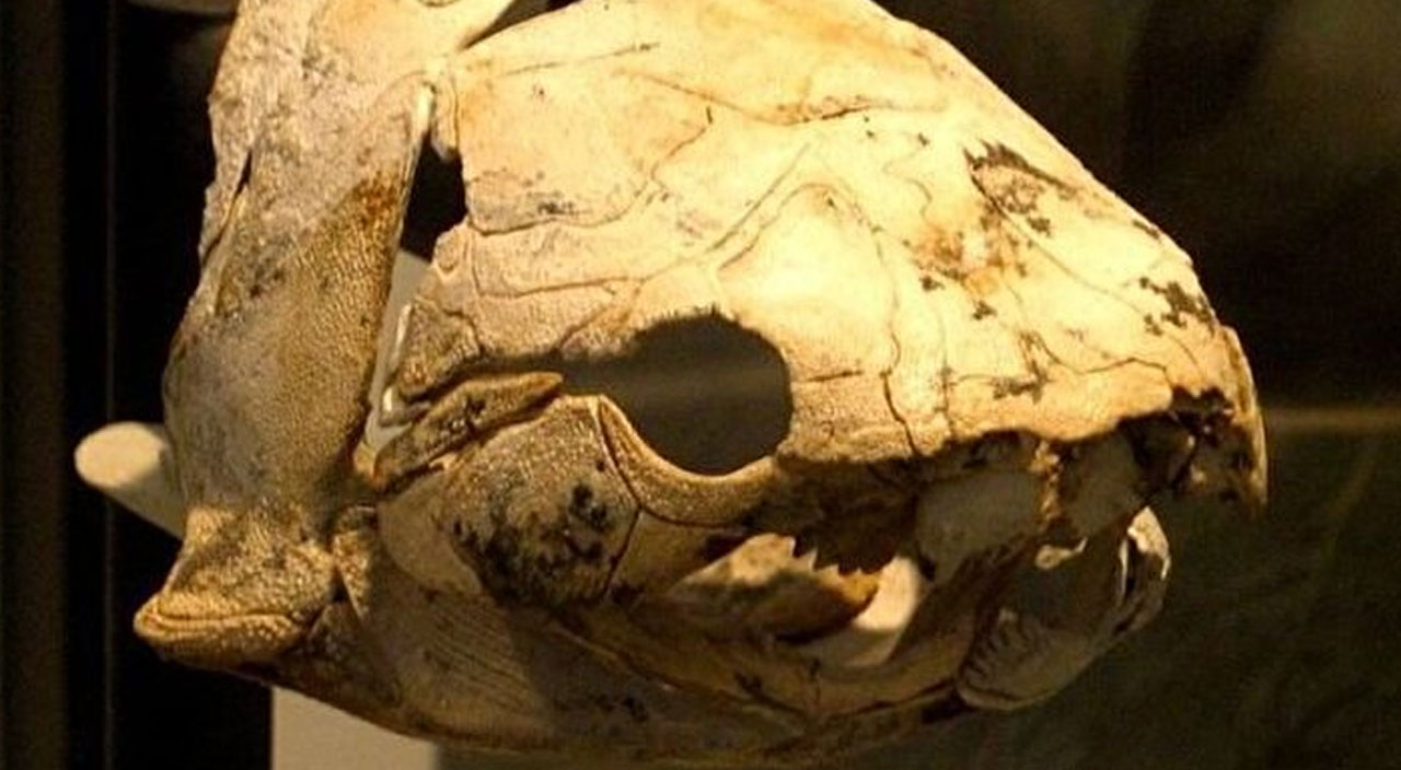 Bilim insanları şaşkın, dünya bunu konuşuyor: Tam 380 milyon yıllık Bilim insanları şaşkın, dünya bunu konuşuyor: Tam 380 milyon yıllık