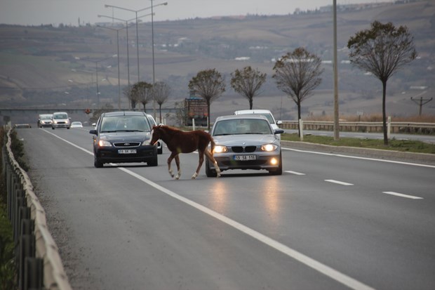 Yola çıkan sahipsiz atlar trafiği aksattı