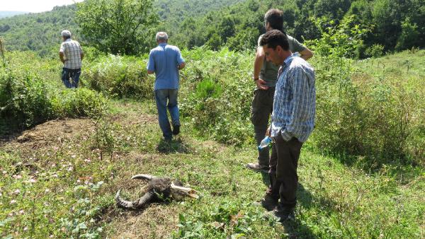 Ağva'da hayvan katliamı