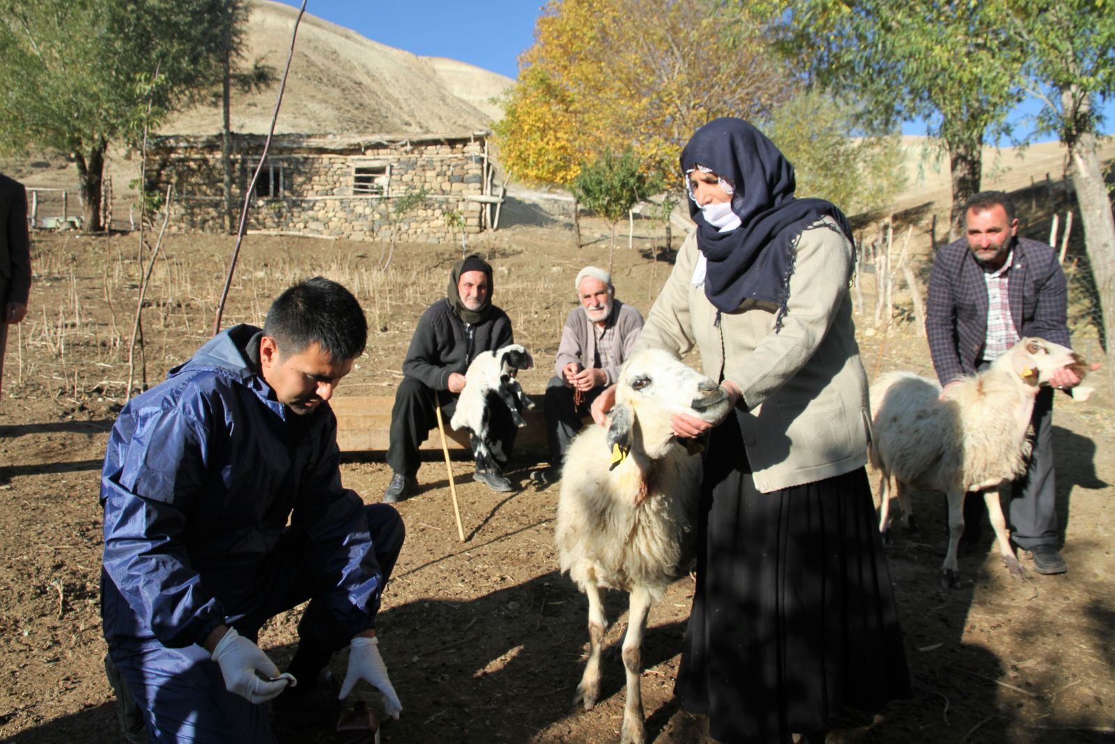 Muş'ta kurtlar 10 koyunu telef etti, 25 koyunu yaraladı