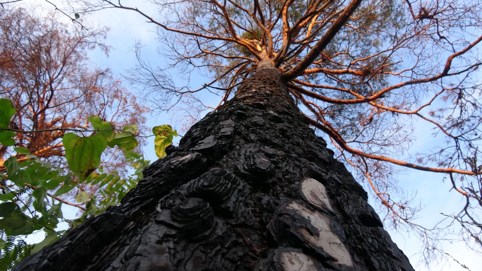 Trabzon Sürmene'deki Çamburnu Ormanı'nından kahreden haber