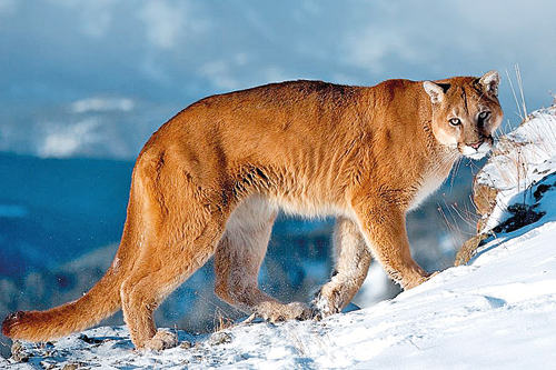 Şehir hayatı akla zarar