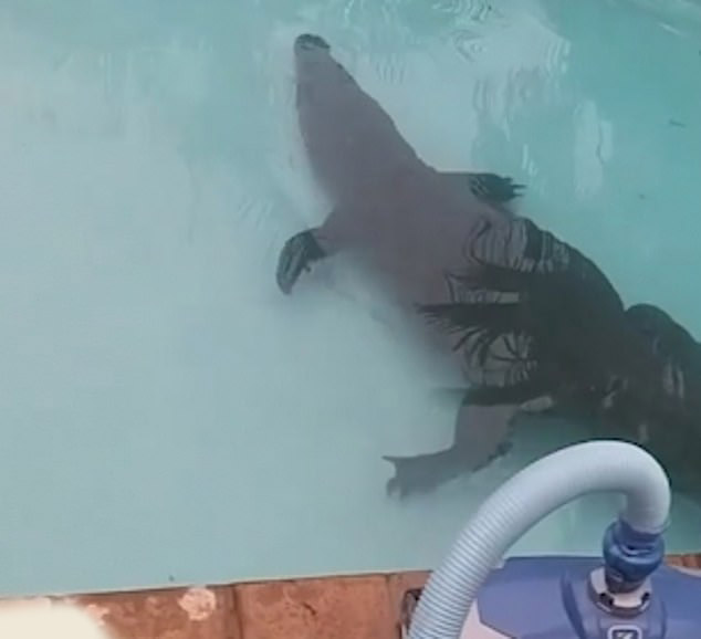 Yüzme havuzundan timsah çıktı