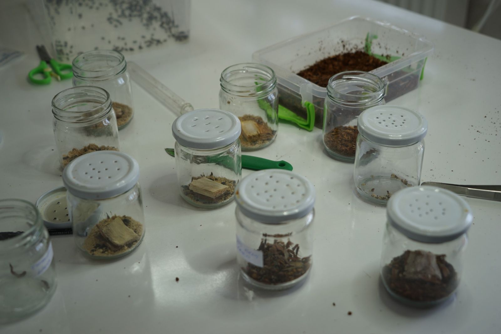 Orman ekosistemini koruyor! Bu böcekler laboratuvarda üretiliyor