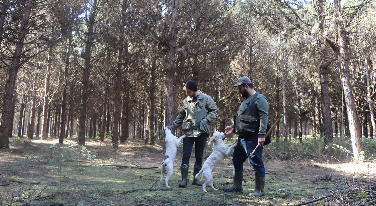 Kilosu 1500 lira! Özel eğitimli köpekler toprağın altından çıkarıyor