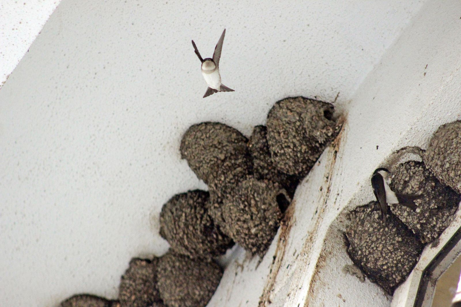 Yıkım ekibi bu manzara karşısında her şeyden vazgeçti!