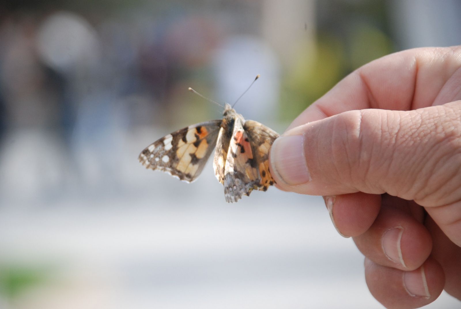 Tokat'ta kelebeklerin göçü