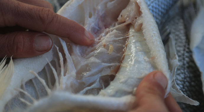 Muğlalı balıkçılar 