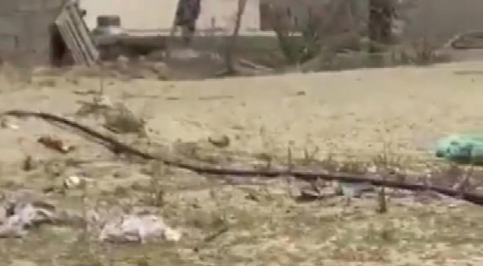 İran'da son 40 yılın en büyük çekirge istilası