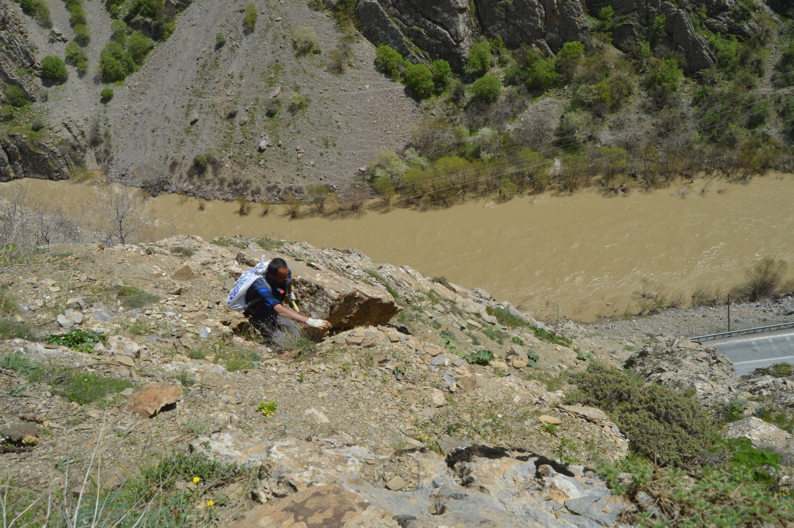 Işgın bitkisi köylülerin geçim kaynağı