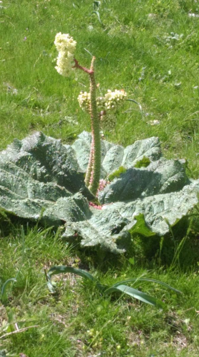 Işgın bitkisi köylülerin geçim kaynağı