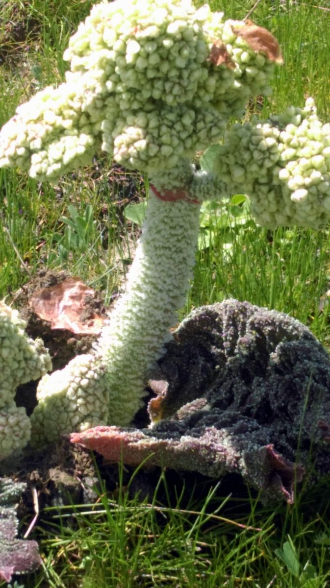 Işgın bitkisi köylülerin geçim kaynağı