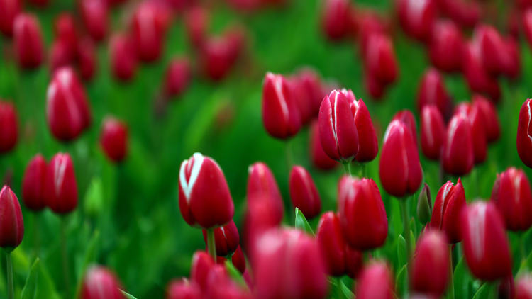 'Yerdeki gökkuşağı'na turist ilgisi