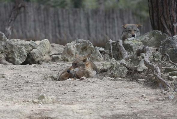 Hayvanat bahçesinden kaçtı her yerde aranıyor