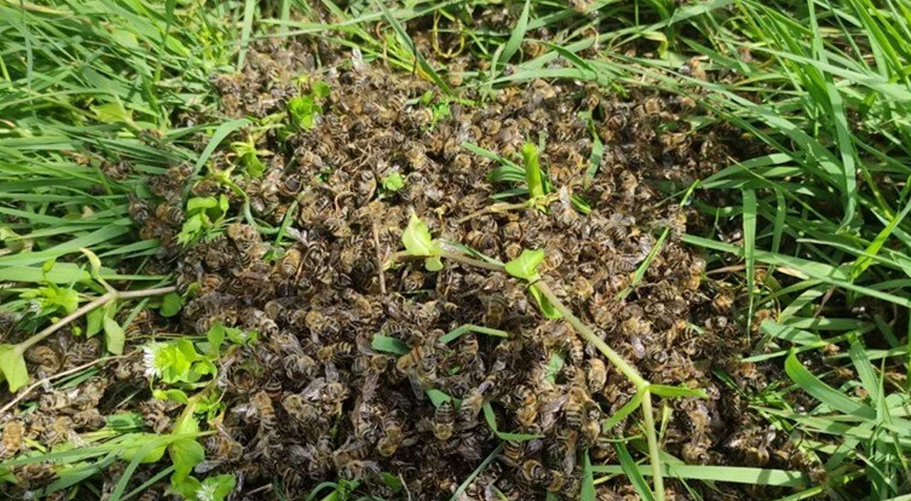Bursa’da korkutan görüntü: Yüzlerce arı telef oldu