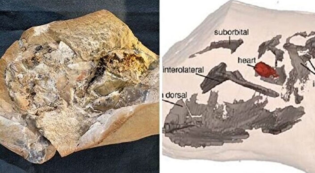 Bilim insanları şaşkın, dünya bunu konuşuyor: Tam 380 milyon yıllık