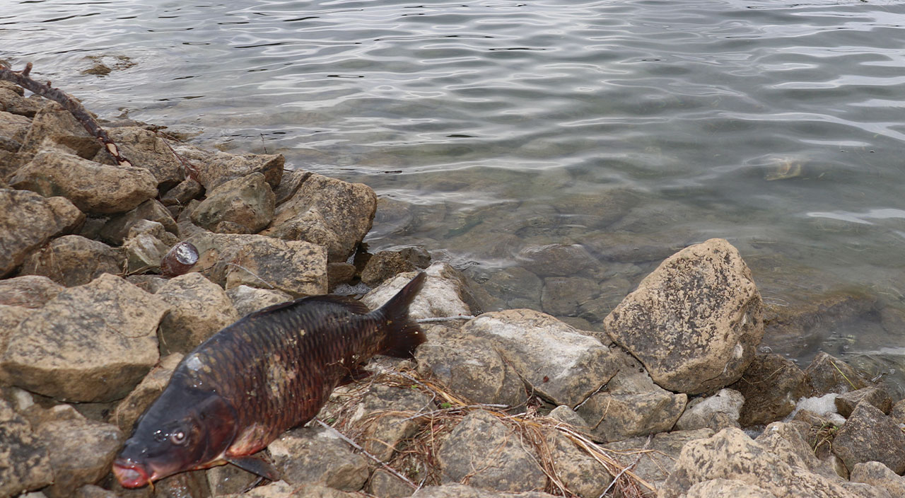 Zehirlenme vakalarının yaşandığı Bolu’da korkutan görüntü: Barajdaki balıklar öldü