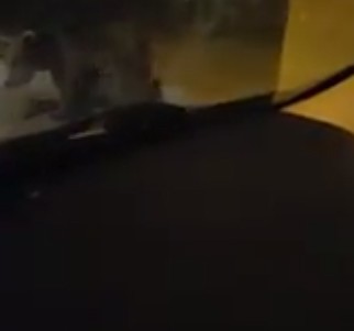 Artvin'de bir otomobile ayı saldırdı