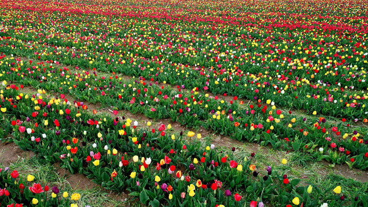'Yerdeki gökkuşağı'na turist ilgisi