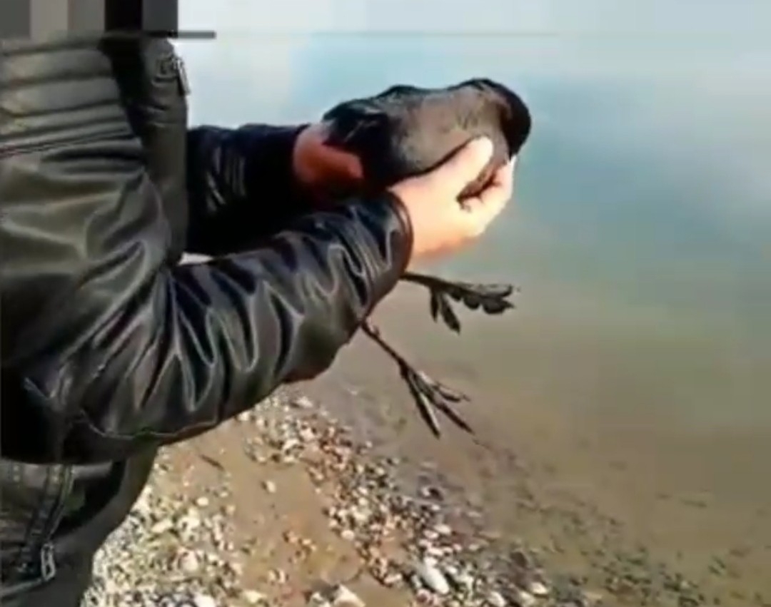 Oltaya balık yerine karabatak takıldı