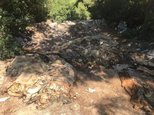 Küçükbaş ve büyükbaşların derileri ile sakatatlarının ormanlık alana atıldı