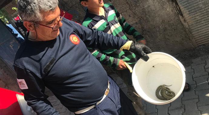 Eve giren 2 metrelik yılan paniğe neden oldu