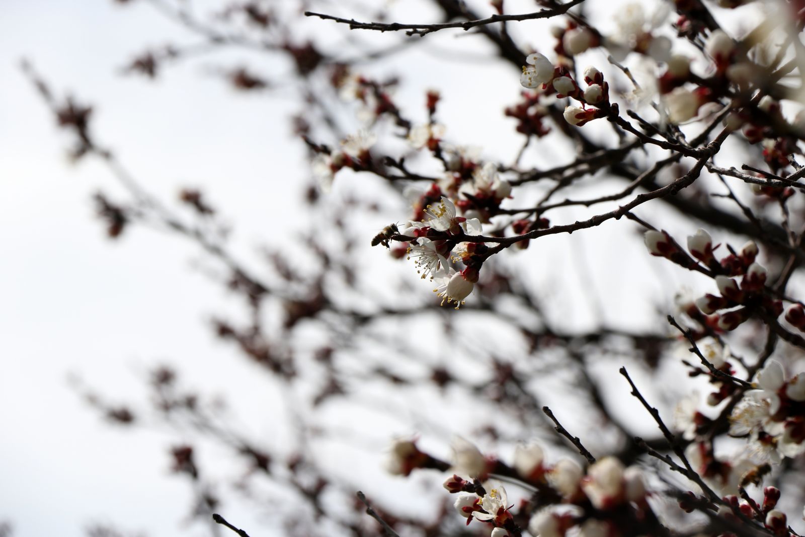 Bal arıları özgürlüğüne kavuştu