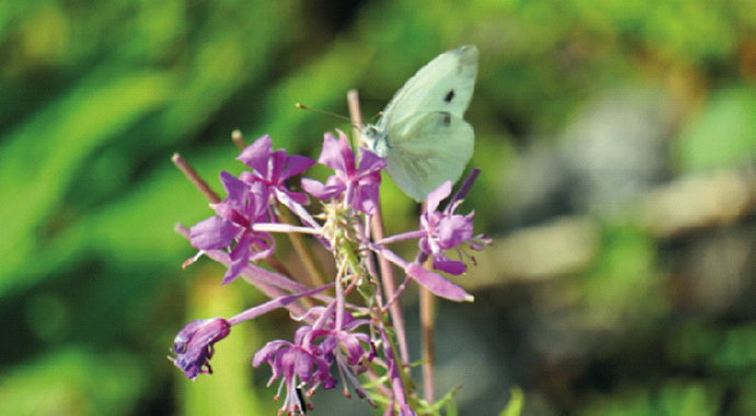 Çıkıp şu dağlara yaslanmalı