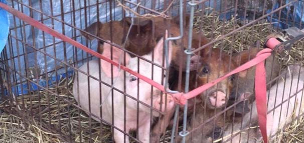 7 yaşındaki oğlunu öldürüp domuzlara yem etti