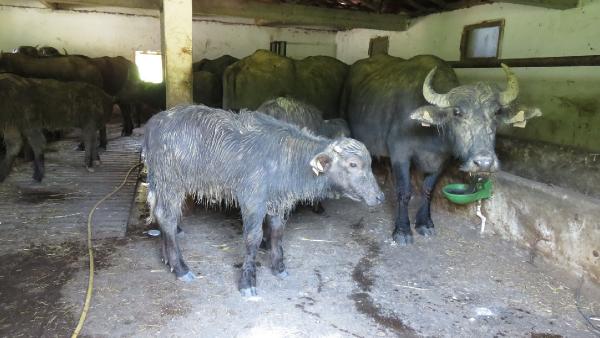 Ağva'da hayvan katliamı