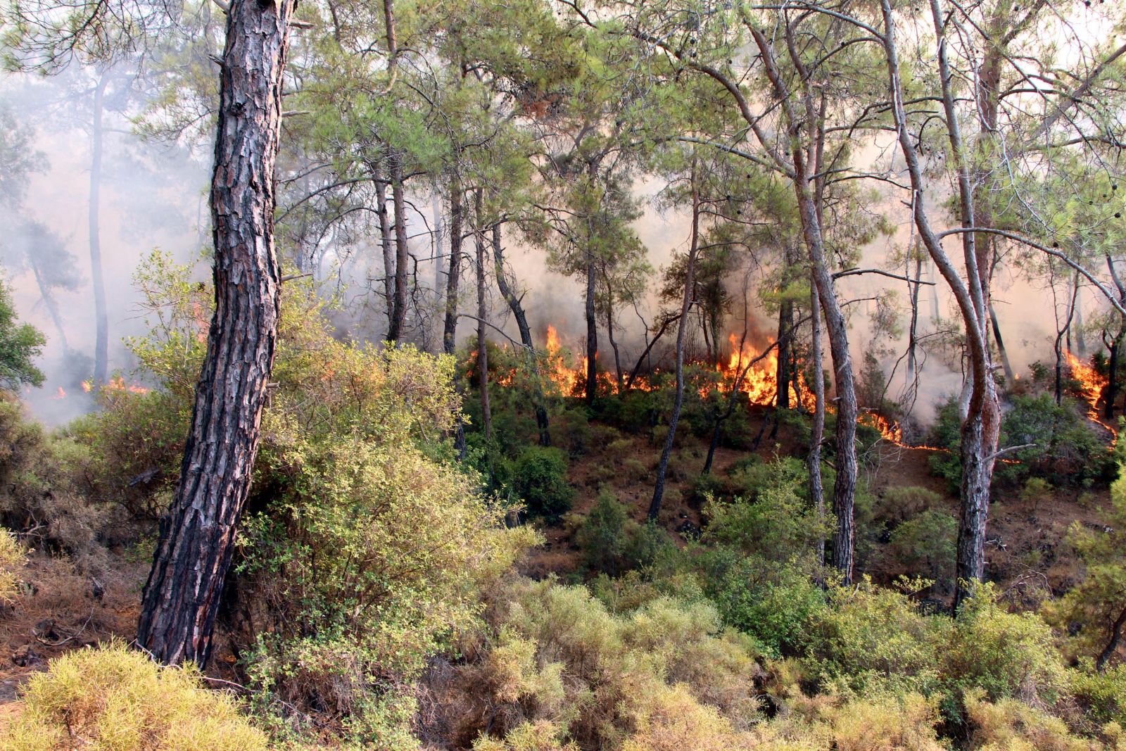 Fethiye'de orman yangını! Alevler her geçen dakika büyüyor