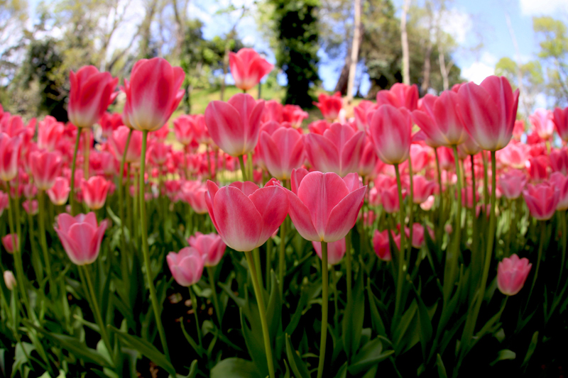 Laleler İstanbul'u bir kez daha fethetti