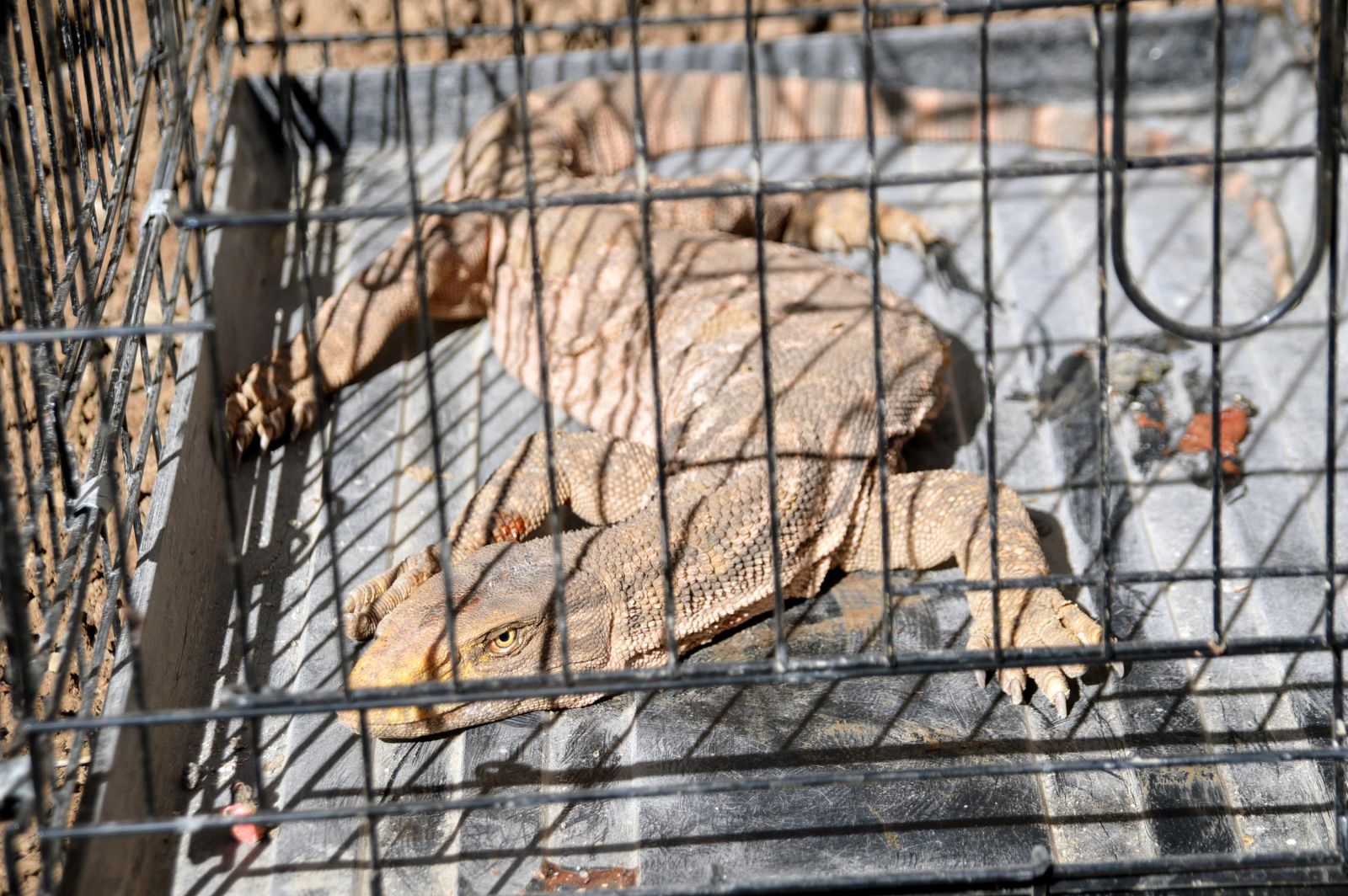 Cizre’de çöl varanı bulundu