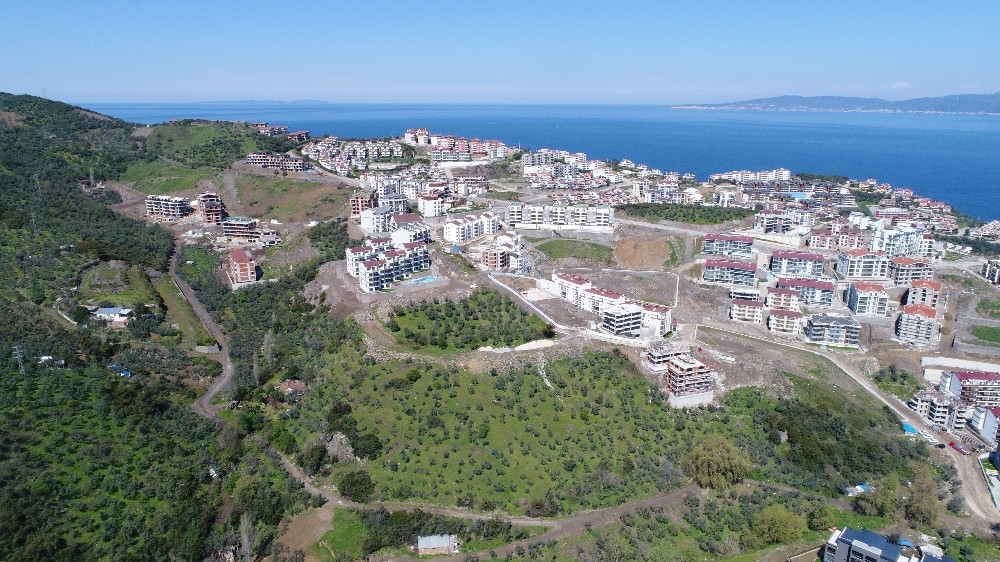 CHP'li belediye zeytinlikleri arsaya dönüştürdü