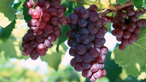 Yaşlanma karşıtı besinler