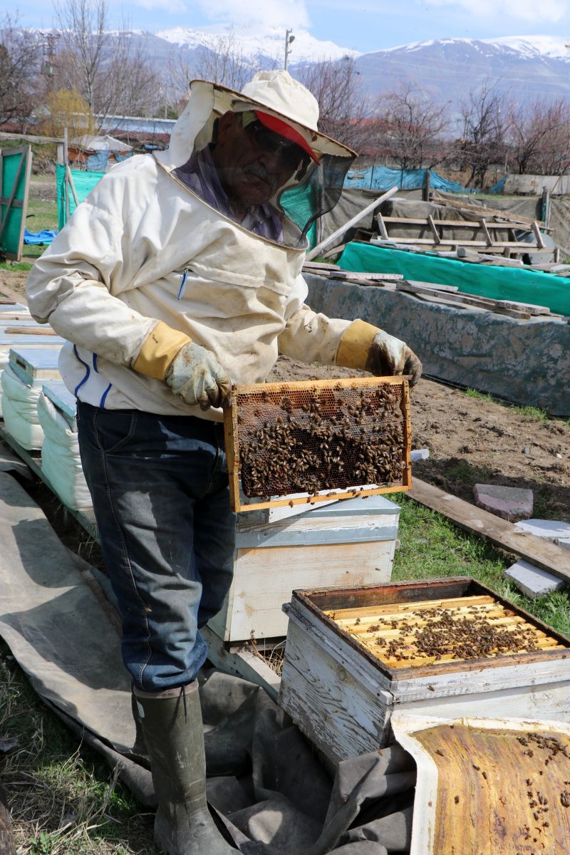 Bal arıları özgürlüğüne kavuştu