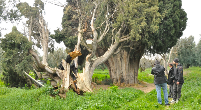 Arıları kovmak için 700 yıllık ağaçları yakıp, kestiler