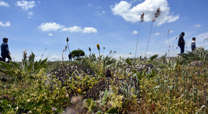 Şanlıurfa'da çekirge istilası