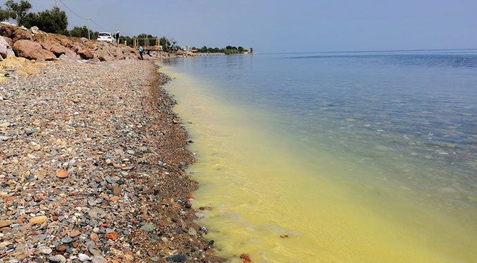 Ayvacık sahillerinde şaşırtan görüntü